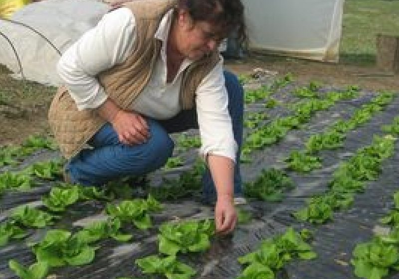 Peste 3.800 de proiecte au fost depuse de tinerii fermieri pe măsura 112 Peste 3.800 de proiecte au fost depuse de tinerii fermieri pe măsura 112