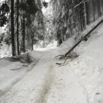Mai mulţi copaci s-au prăbuşit sub greutatea zăpezii apoase în Pasul Gutâi