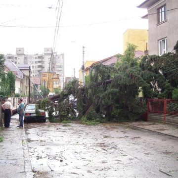 Un brad căzut pe DN 18, blochează circulaţia la ieşire din Baia Sprie Un brad căzut pe DN 18, blochează circulaţia la ieşire din Baia Sprie