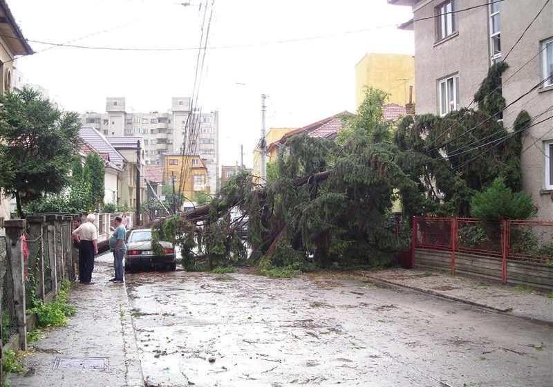 Un brad căzut pe DN 18, blochează circulaţia la ieşire  din Baia Sprie