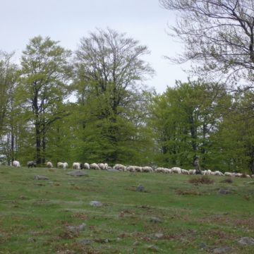 Agresiune la o stână de oi, între trei ciobănaşi din Sălsig