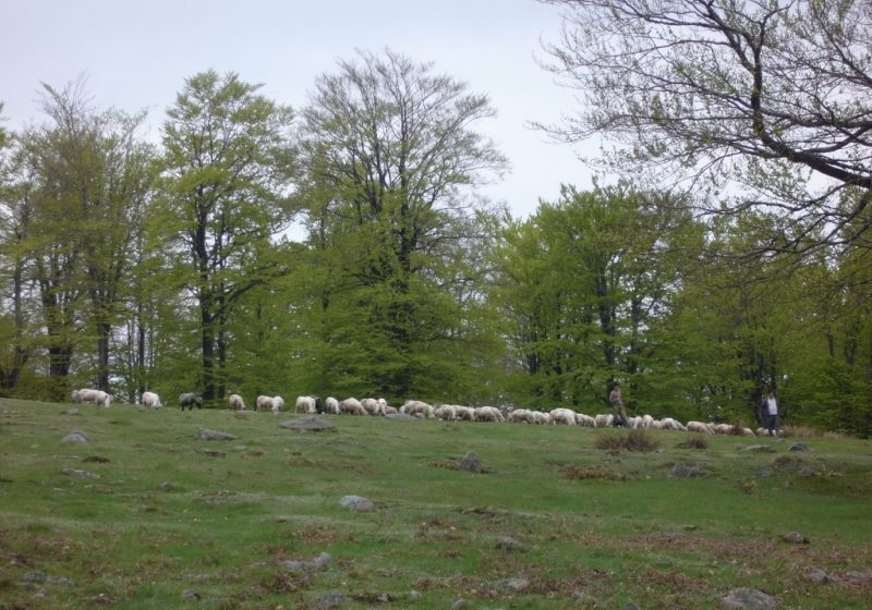 Agresiune la o stână de oi, între trei ciobănaşi din Sălsig Agresiune la o stână de oi, între trei ciobănaşi din Sălsig