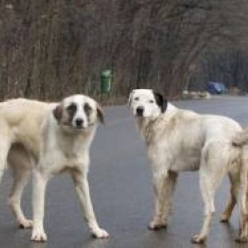 SIGHET: Din ce în ce mai mulţi sigheteni atacaţi de câini SIGHET: Din ce în ce mai mulţi sigheteni atacaţi de câini