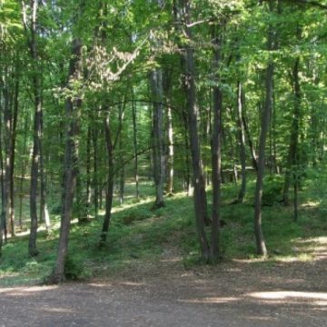 Bătaie în pădure Bătaie în pădure