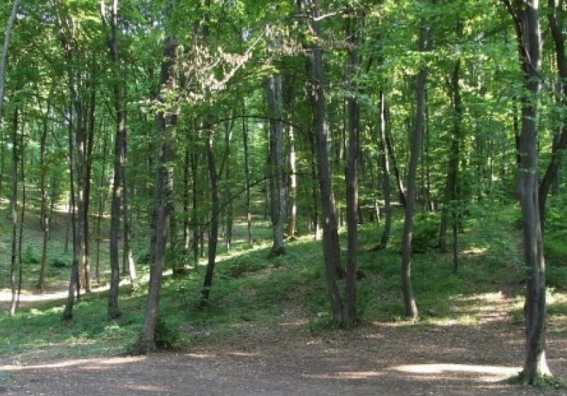 Bătaie în pădure Bătaie în pădure