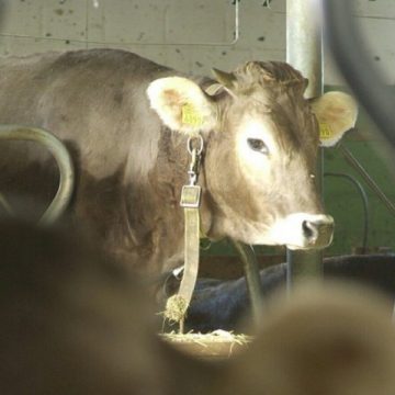 SIGHET: Proiecte, perspective şi prezentarea principalelor repere în evoluţia asociaţiei Bruna Schwyz la aniversarea a 20 de ani de activitate a asociaţiei