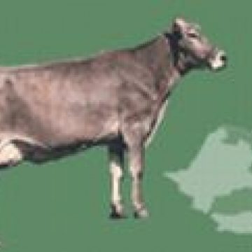 SIGHET: 20 de ani de aniversare “Bruna -Schwyz”