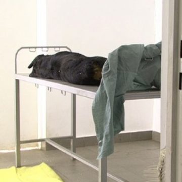 Sighet: În Sighet în loc să fie eutanasiaţi câinii comunitari bolnavi sunt omoraţi cei cu stăpân Sighet: În Sighet în loc să fie eutanasiaţi câinii comunitari bolnavi sunt omoraţi cei cu stăpân
