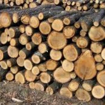 SIGHET: Continuă lupta cu comercianţii de lemne