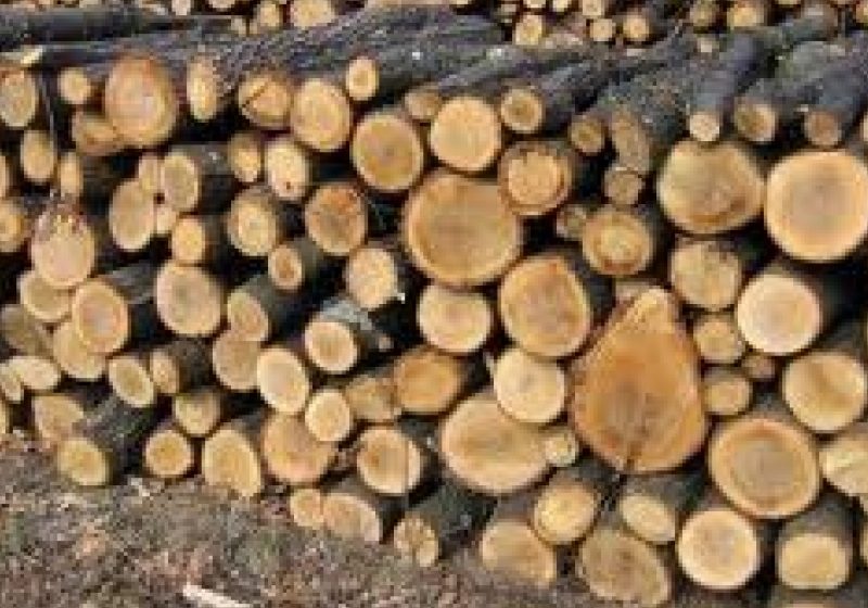SIGHET: Continuă lupta cu comercianţii de lemne