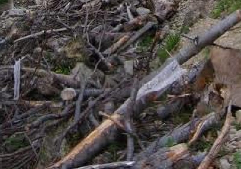 Şomcuta Mare: Două persoane au fost surprinse la furat de resturi de exploatare
