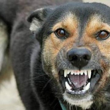 Copil de şase ani muşcat de un câine fără stăpân Copil de şase ani muşcat de un câine fără stăpân