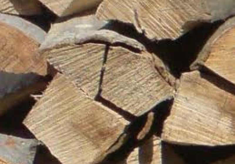 Tăiere ilegală de arbori la Ocna Şugatag