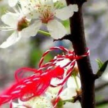 Respectând spiritul tradiţiei, maramureşenii de dincolo de Tisa din localitatea Biserica Albă au cinstit sosirea primăverii Respectând spiritul tradiţiei, maramureşenii de dincolo de Tisa din localitatea Biserica Albă au cinstit sosirea primăverii
