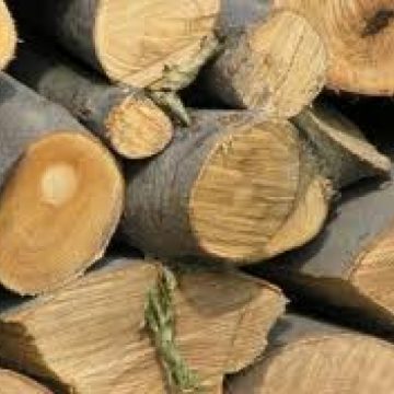 Doi fraţi au furat lemne de foc de pe o proprietate din Valea Vişeului Doi fraţi au furat lemne de foc de pe o proprietate din Valea Vişeului