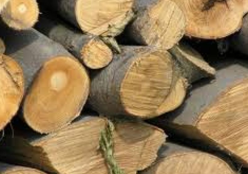 Doi fraţi au furat lemne de foc de pe o proprietate din Valea Vişeului Doi fraţi au furat lemne de foc de pe o proprietate din Valea Vişeului