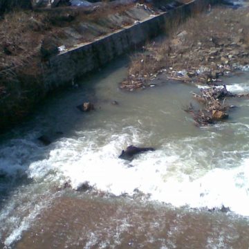 Baia Mare: Calul mort, care zace de ieri în albia râului Săsar, va fi scos abia miercuri Baia Mare: Calul mort, care zace de ieri în albia râului Săsar, va fi scos abia miercuri