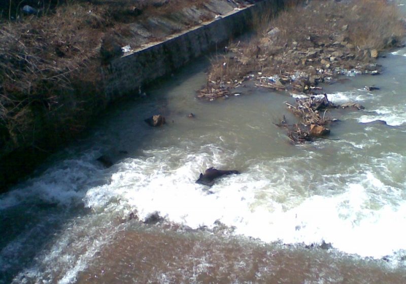 Baia Mare: Calul mort, care zace de ieri în albia râului Săsar, va fi scos abia miercuri Baia Mare: Calul mort, care zace de ieri în albia râului Săsar, va fi scos abia miercuri