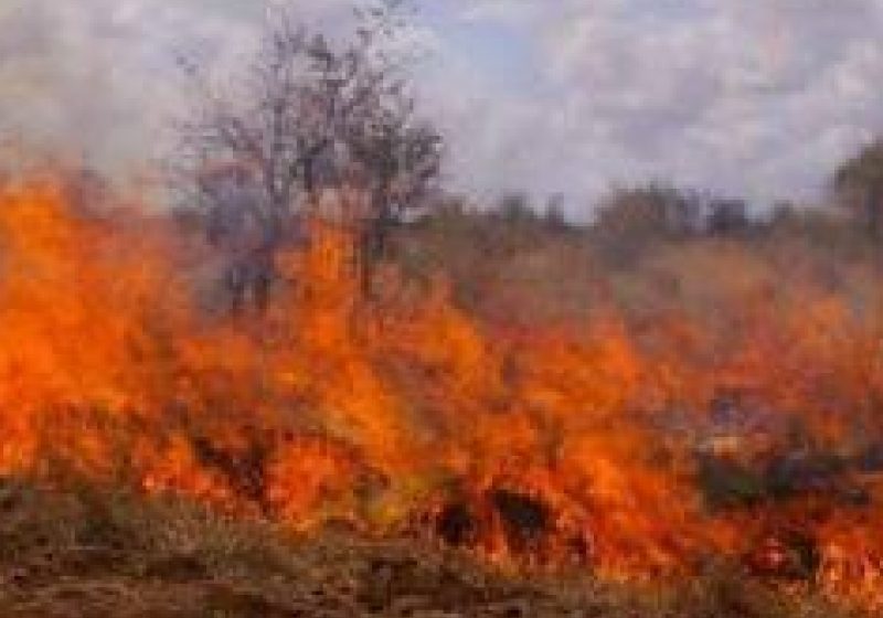 Amenzi drastice aplicate cetăţenilor care aprind vegetaţia uscată fără respectarea legislaţiei