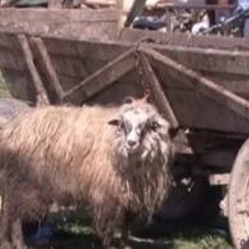 SIGHET: Centru de sacrificare a mielilor pe strada Bogdan Vodă