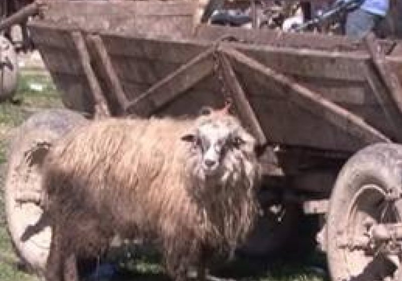 SIGHET: Centru de sacrificare a mielilor pe strada Bogdan Vodă SIGHET: Centru de sacrificare a mielilor pe strada Bogdan Vodă