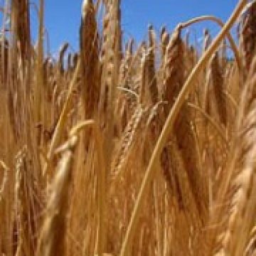 INS: Producţia de cereale a României, în creştere cu peste 24% în 2011, până la 20,7 milioane tone