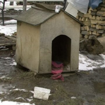 SIGHET: Unde dispar câinii comunitari strânşi de pe stradă de hingheri? SIGHET: Unde dispar câinii comunitari strânşi de pe stradă de hingheri?