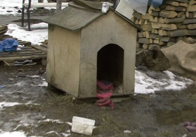 SIGHET: Unde dispar câinii comunitari strânşi de pe stradă de hingheri? SIGHET: Unde dispar câinii comunitari strânşi de pe stradă de hingheri?