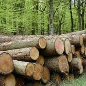 Două infracţiuni silvice, constatate de către poliţişti pe raza localităţii Bârsana Două infracţiuni silvice, constatate de către poliţişti pe raza localităţii Bârsana