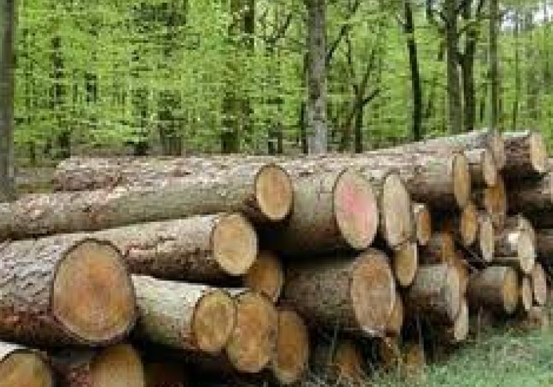 Două infracţiuni silvice, constatate de către poliţişti pe raza localităţii Bârsana