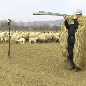 Gazdele de stână îşi aşteaptă clienţii la mieii de Paşte Gazdele de stână îşi aşteaptă clienţii la mieii de Paşte