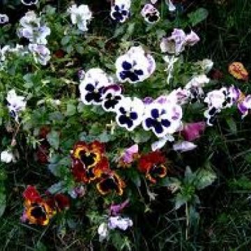 SIGHET: Peste 8000 de ghivece de panseluţe vor fi plantate săptămâna aceasta în rondourile şi parcurile din Sighet SIGHET: Peste 8000 de ghivece de panseluţe vor fi plantate săptămâna aceasta în rondourile şi parcurile din Sighet