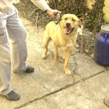 SIGHET: Un labrador îşi caută stăpânul SIGHET: Un labrador îşi caută stăpânul
