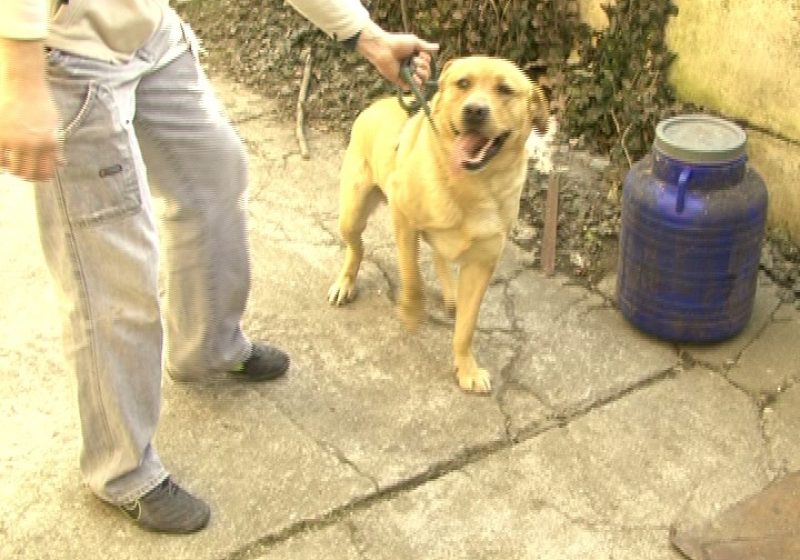 SIGHET: Un labrador îşi caută stăpânul SIGHET: Un labrador îşi caută stăpânul