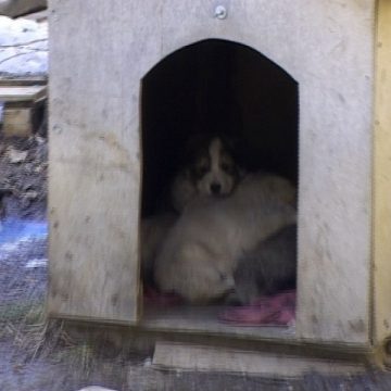 SIGHET: Bătrână muşcată de un maidanez SIGHET: Bătrână muşcată de un maidanez