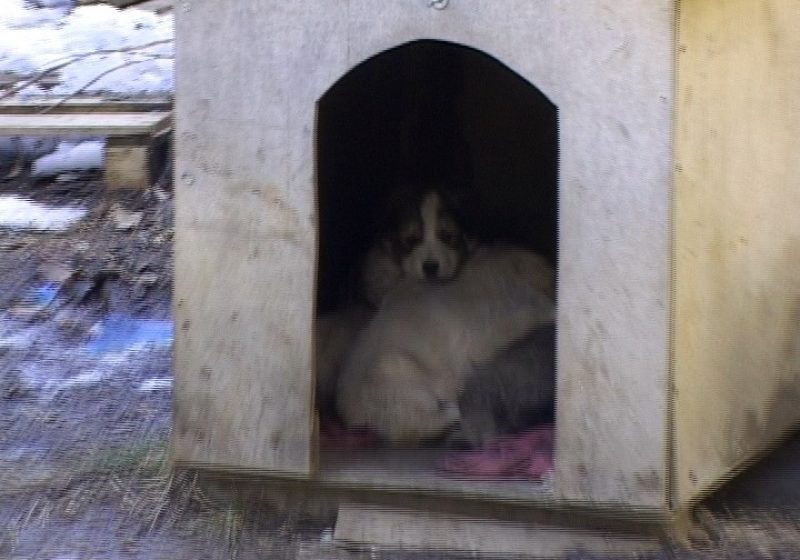 SIGHET: Bătrână muşcată de un maidanez SIGHET: Bătrână muşcată de un maidanez