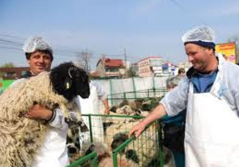 Ministrul Agriculturii spune că nu sunt motive pentru scumpirea cărnii de miel Ministrul Agriculturii spune că nu sunt motive pentru scumpirea cărnii de miel