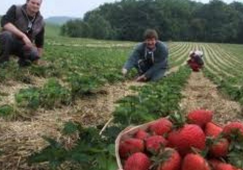 Numărul permiselor de muncă acordate de Olanda românilor şi bulgarilor a scăzut drastic Numărul permiselor de muncă acordate de Olanda românilor şi bulgarilor a scăzut drastic