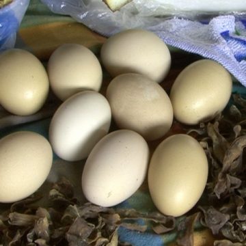 SIGHET: De unde cumpărăm ouăle, de la market sau de la piaţă?