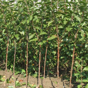 180 de pomi fructiferi distruşi de un incendiu de vegetaţie provocat de un foc nesupravegheat