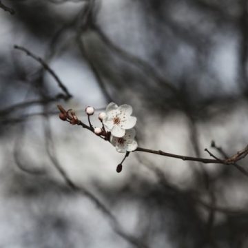 Precipitaţii sub formă de ploaie, lapoviţă şi ninsoare aşteptate azi în Maramureş Precipitaţii sub formă de ploaie, lapoviţă şi ninsoare aşteptate azi în Maramureş