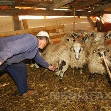Preţul cărnii de miel va creşte în acest an, susţin crescătorii de ovine