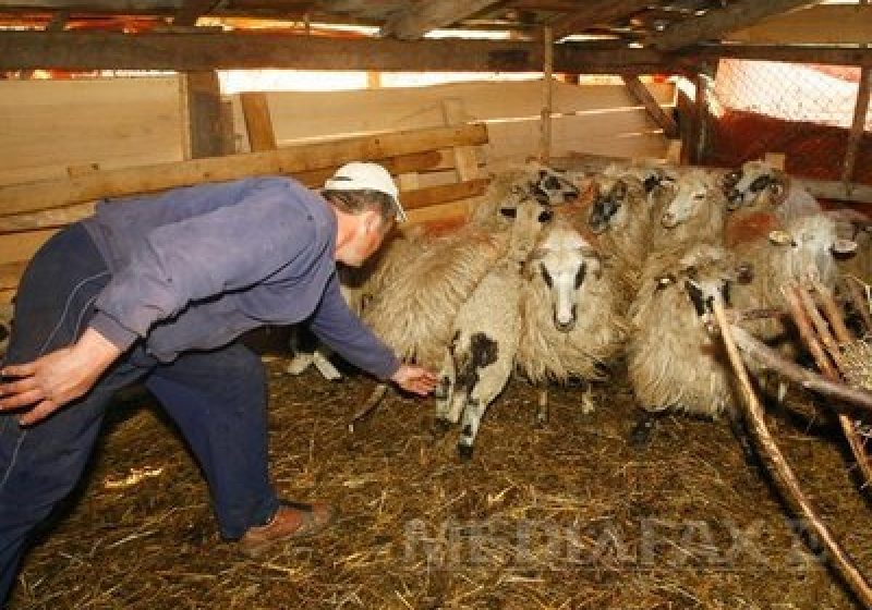 Preţul cărnii de miel va creşte în acest an, susţin crescătorii de ovine