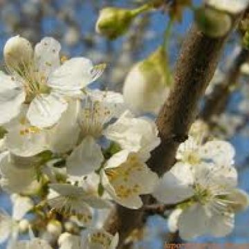SIGHET: Copiii de la Centrul Multifuncţional din Sighet au primit azi "primăvara în suflet" SIGHET: Copiii de la Centrul Multifuncţional din Sighet au primit azi "primăvara în suflet"