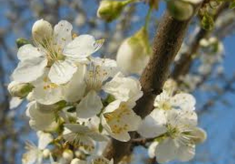 SIGHET: Copiii de la Centrul Multifuncţional din Sighet au primit azi "primăvara în suflet"