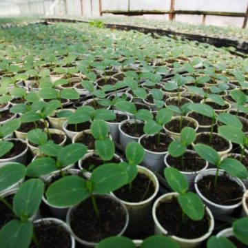 România poate fi un furnizor important de produse ecologice pentru piaţa germană România poate fi un furnizor important de produse ecologice pentru piaţa germană