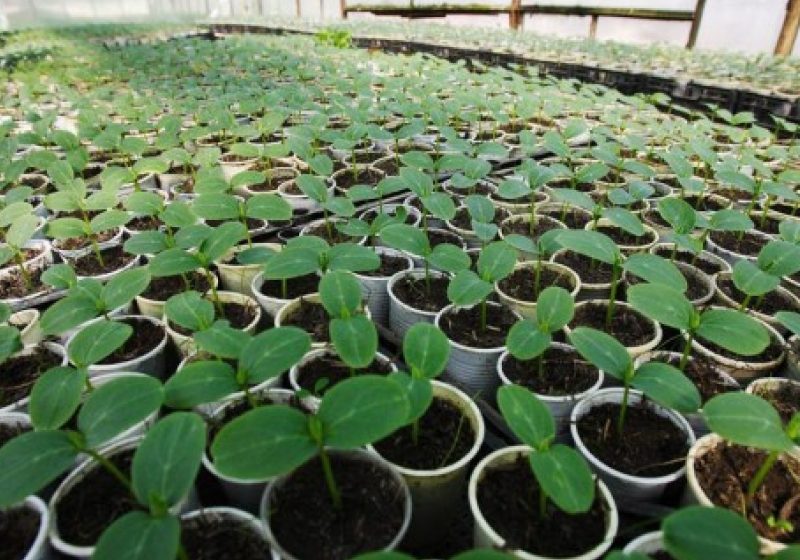 România poate fi un furnizor important de produse ecologice pentru piaţa germană