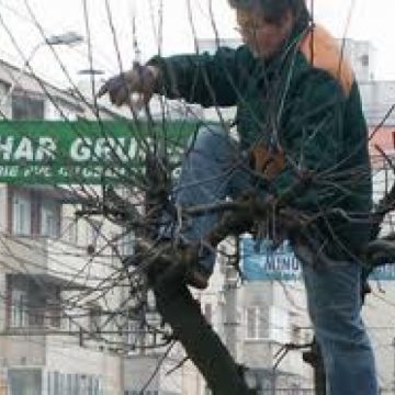 Baia Mare: Numărul de posturi din cadrul S.P.A.U. Baia Mare va creşte cu 4, din 1 Mai