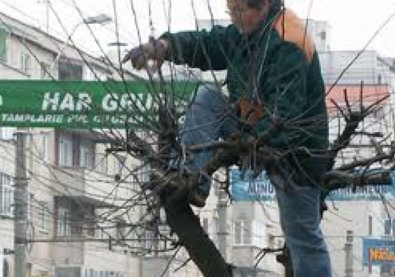 Baia Mare: Numărul de posturi din cadrul S.P.A.U. Baia Mare va creşte cu 4, din 1 Mai