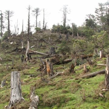 Unii taie ilegal copaci crescuţi, alţii fură puieţi de arbori, destinaţi împăduririi. Unii taie ilegal copaci crescuţi, alţii fură puieţi de arbori, destinaţi împăduririi.